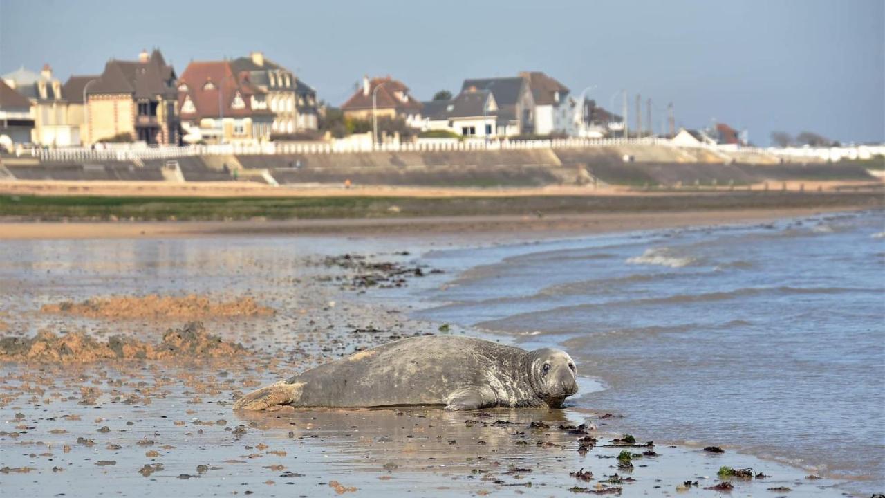 L'Appart' Du Bord De Mer 150M De La Plage Lion-sur-Mer Exteriör bild